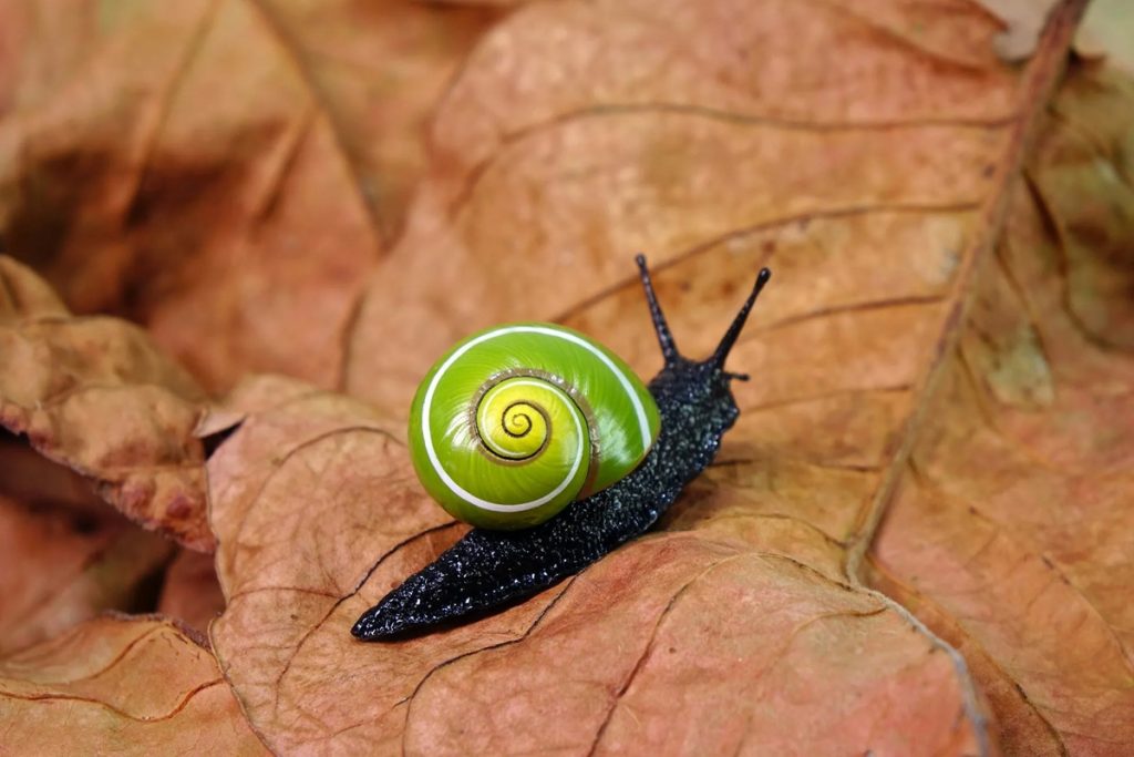 A zoologia mundial comemora um marco sem precedentes: reintroduzem na natureza um caracol extinto há 30 anos