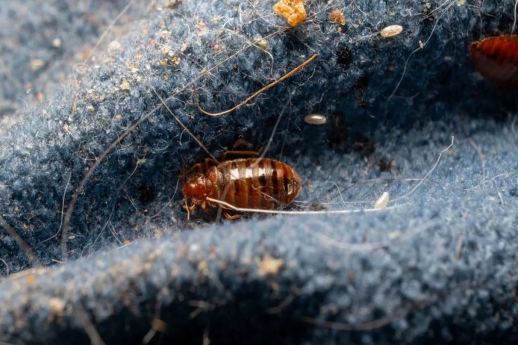 Como se livrar dos percevejos no colchão com um remédio caseiro feito com alguns ingredientes