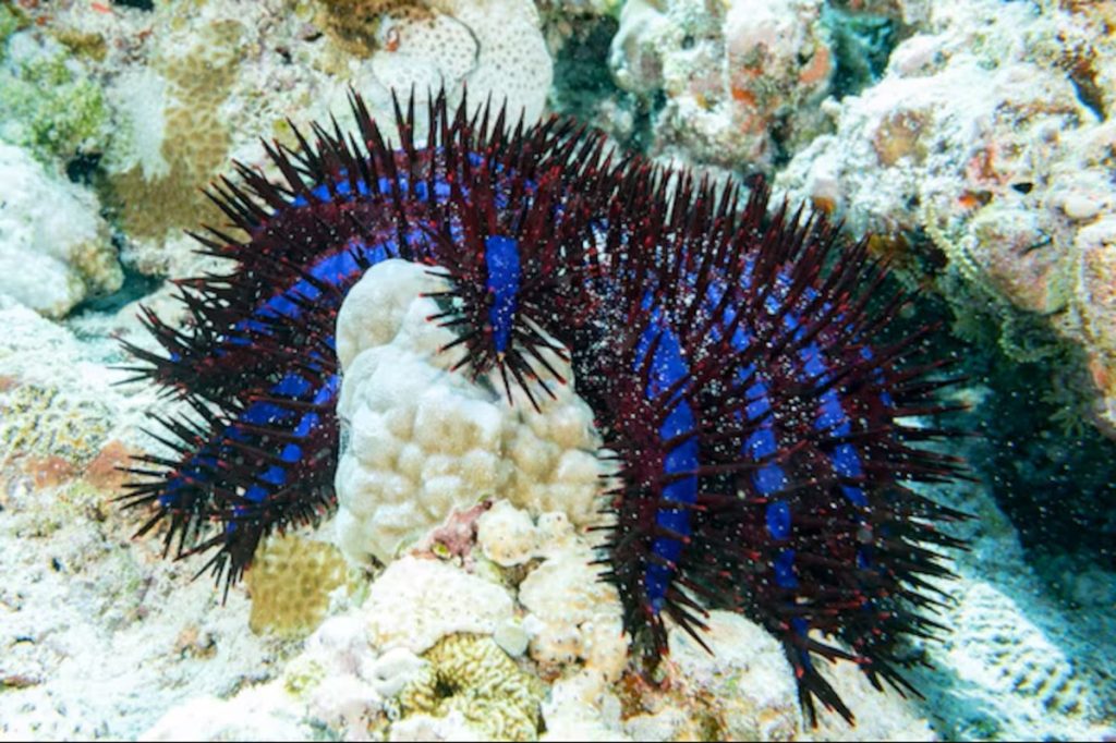 O uso de feromonas sintéticas transforma a luta contra a praga de estrelas-do-mar que ameaça os recifes