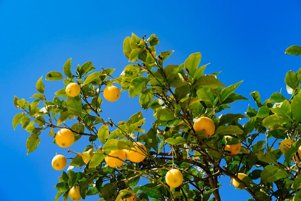 Especialista em plantas: «Se batermos numa árvore de limão, ela dará limões, mas há maneiras mais eficazes».