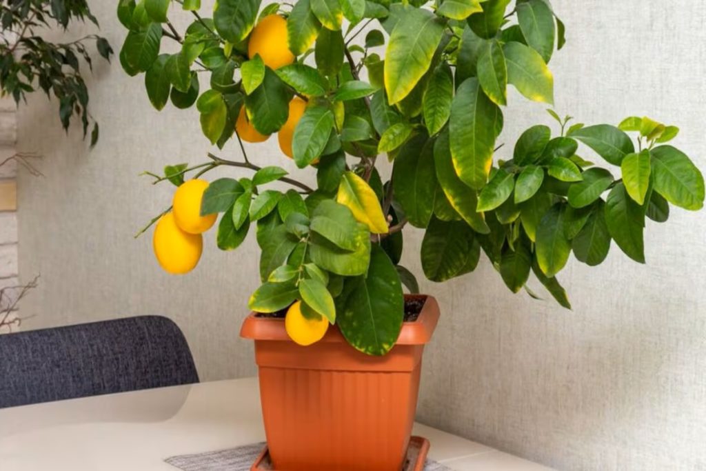 Em que lugar da casa se deve plantar um limoeiro, de acordo com o Feng Shui