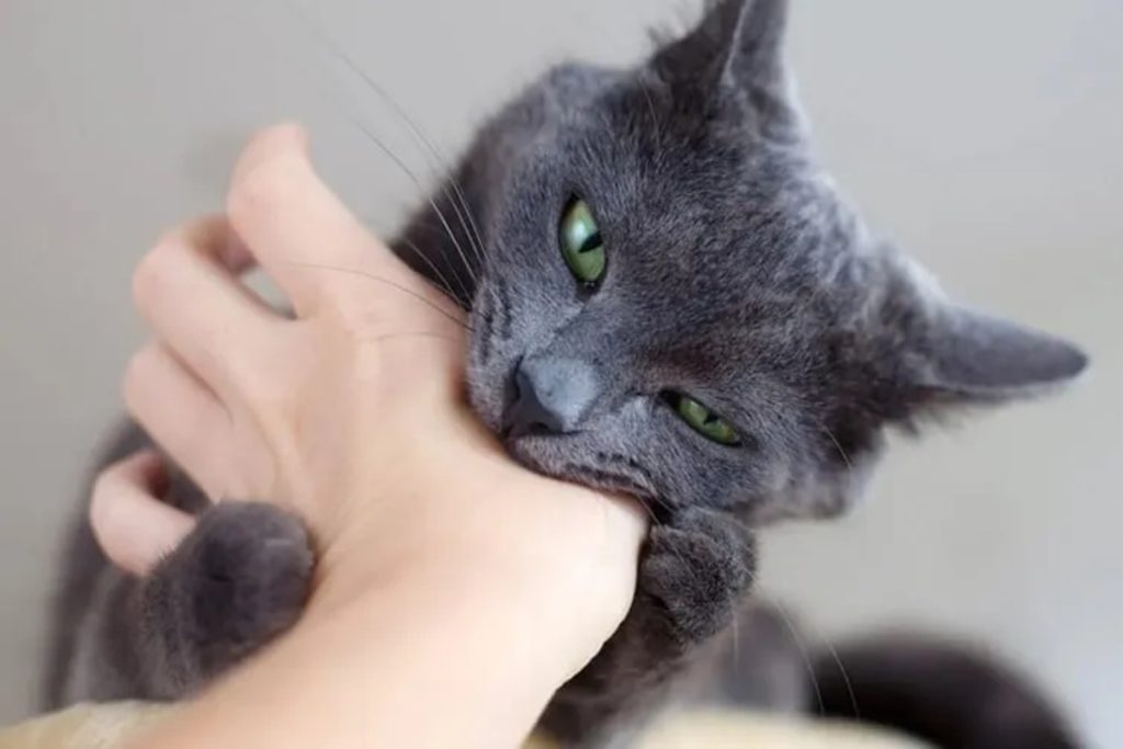 O que significa quando o seu gato o morde de repente, segundo os veterinários?