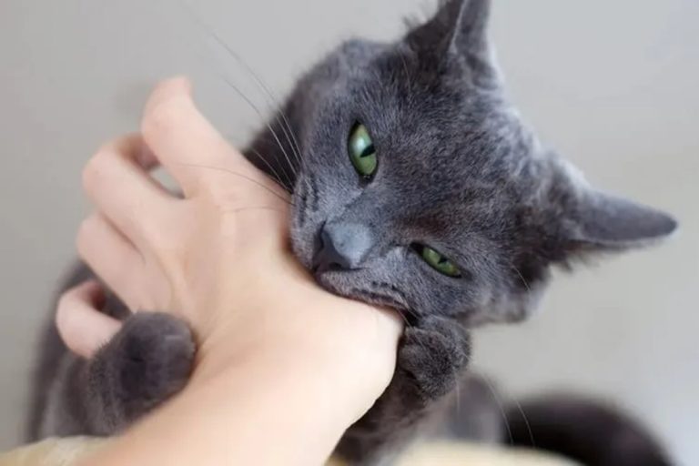 O que significa quando o seu gato o morde de repente, segundo os veterinários?