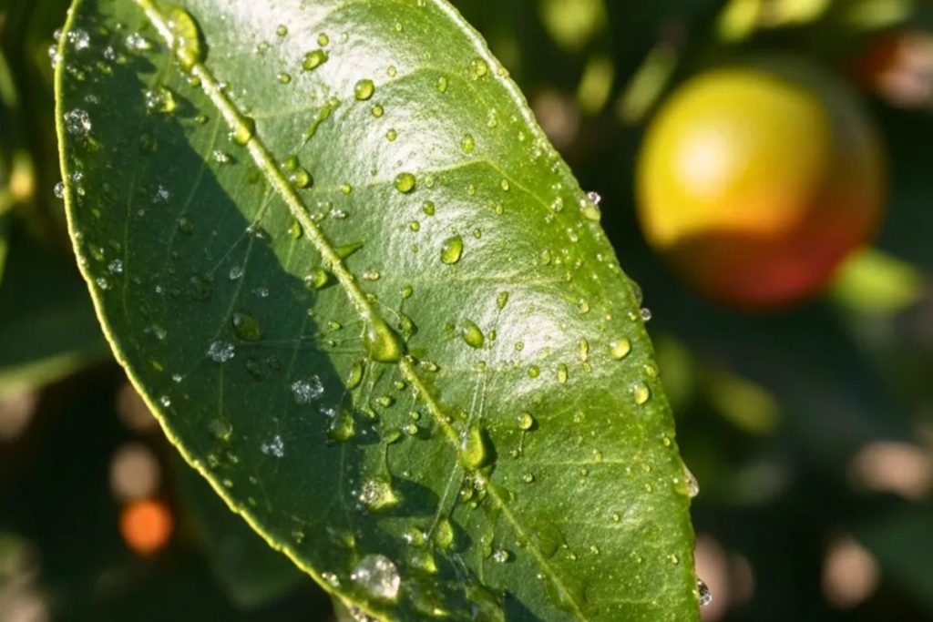 O que significa e como lidar com o facto de as folhas da laranjeira serem pegajosas.