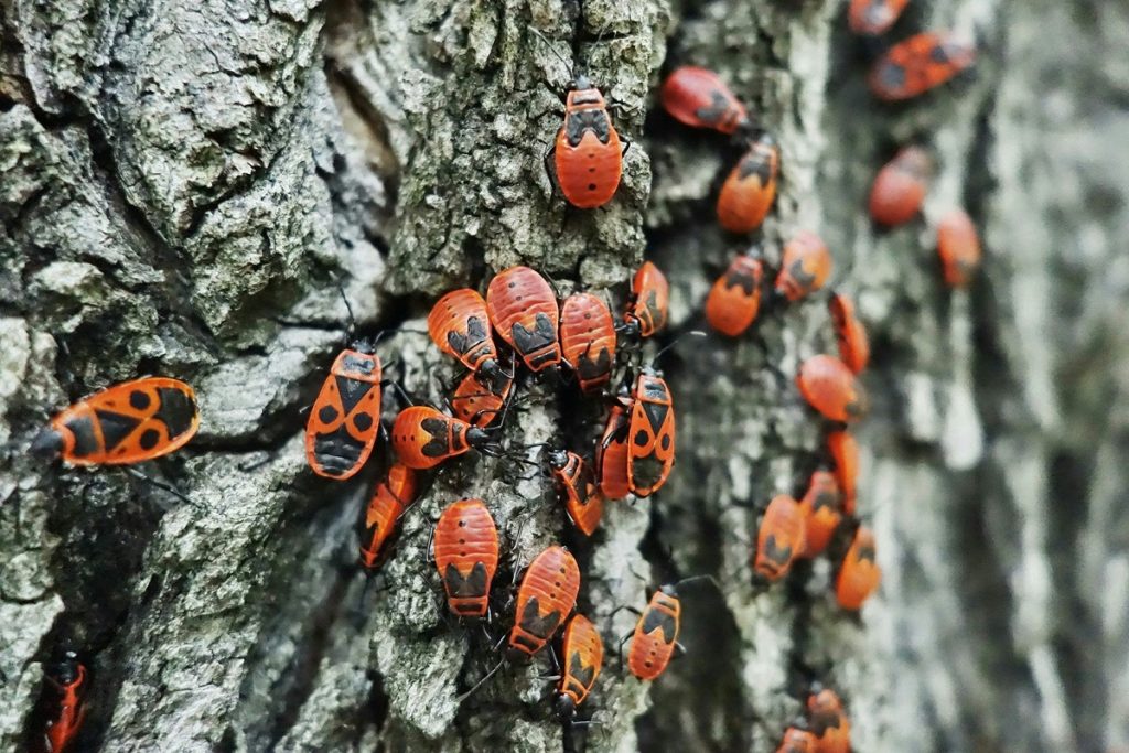 Os botânicos alertam: os olmos estão a desaparecer do hemisfério norte e a culpa é de um minúsculo inseto